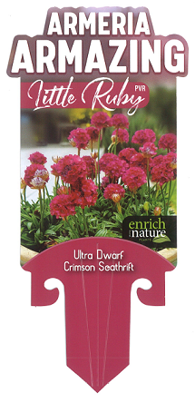 Armeria Little Ruby Label.png